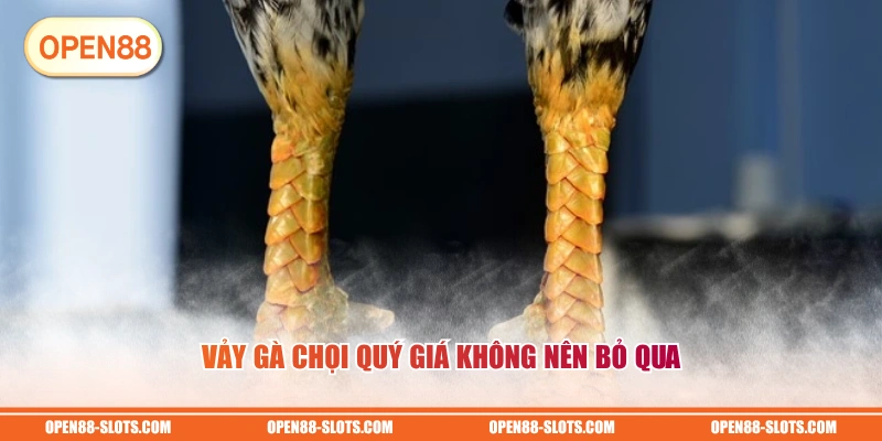Vảy gà chọi quý giá không nên bỏ qua